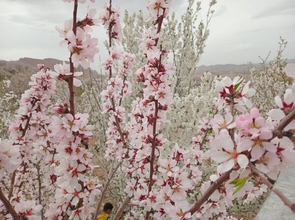 شکوفه‌ درختان، آمدن بهار را مژده می‌‌دهند