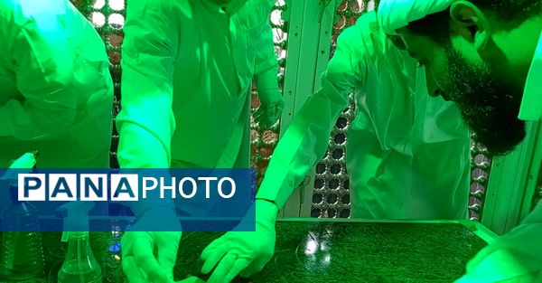 غبارروبی مزار امامزاده سید حمزه کاشمر