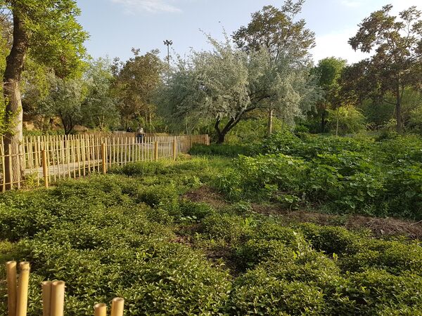 اردیبهشت زیبای باغ گیاهشناسی مشهد