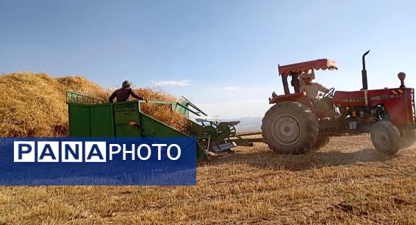 گندم، یکی ازمحصولات کشاورزی در روستای گزکوه 