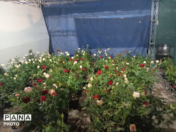 نمایشگاه گل و گیاه مشهد فرصتی برای دیدن زیبایی‌های طبیعت و خرید