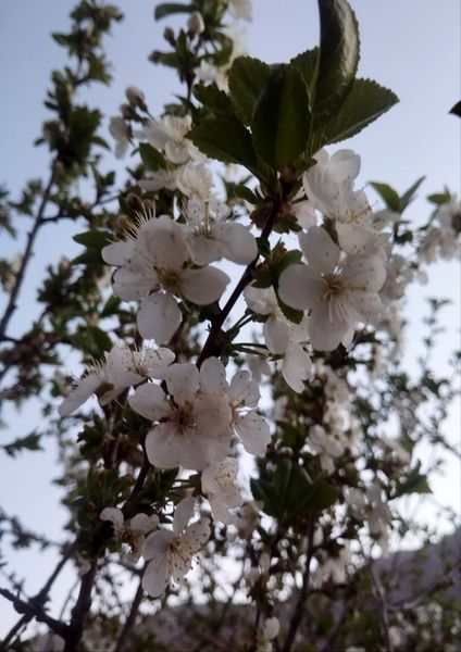 باران بهاری؛ ملودی زندگی در بستر طبیعت