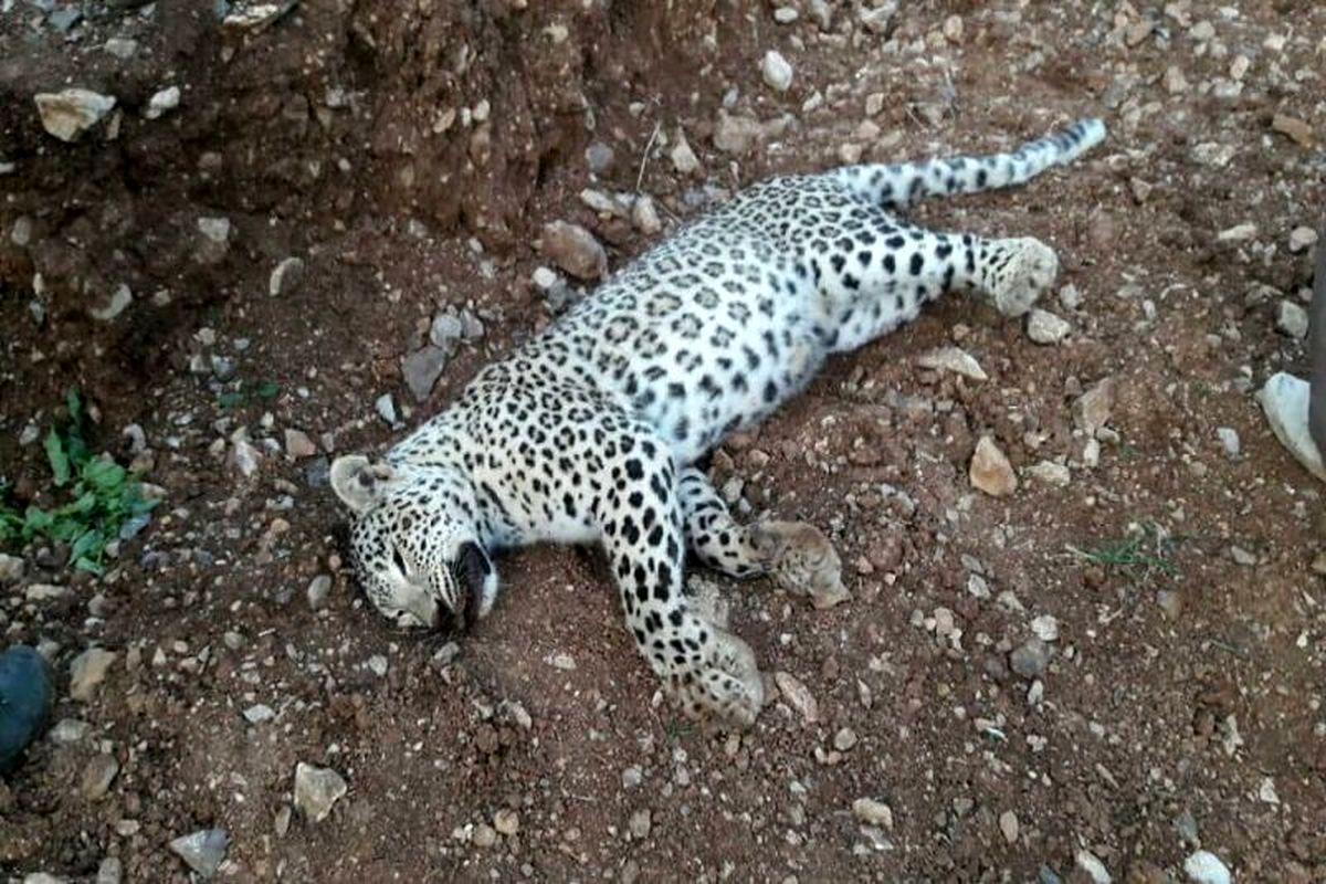 شکار حیوانات جنایت علیه طبیعت است