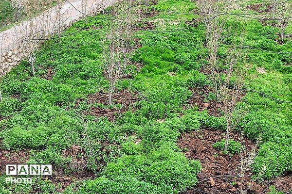 حال هوای شهر بار نیشابور بعد از بارش باران زیبا