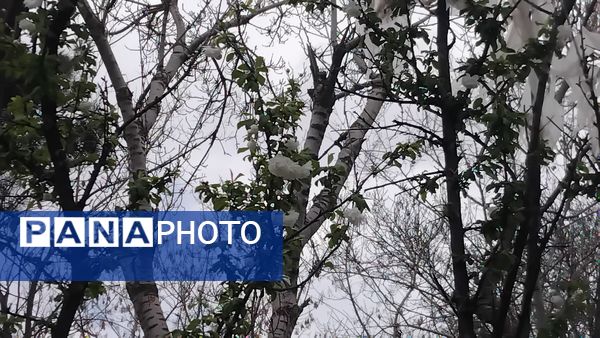 گل‌ها و درختان در شکوفایی