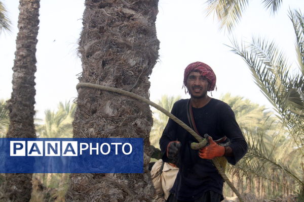 برداشت خرما در منطقه آبپخش