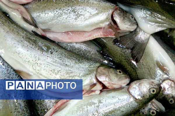 کارگاه طبخ آبزیان در دبیرستان میر فتح‌اله سید زنوزی شهر زنوز 