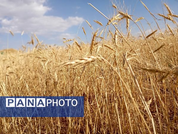 برداشت گندم در روستای گزکوه