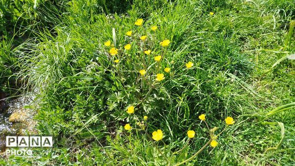 زیبایی‌های دره‌باغ؛ مجموعه‌ای از تصاویر بکر و دیدنی