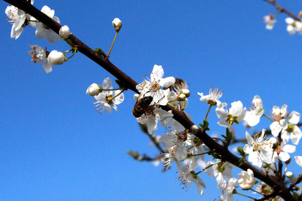 شکوفه‌های بهاری
