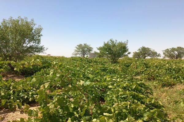 آغاز فصل برداشت انگور از باغات روستای گزکوه فاروج