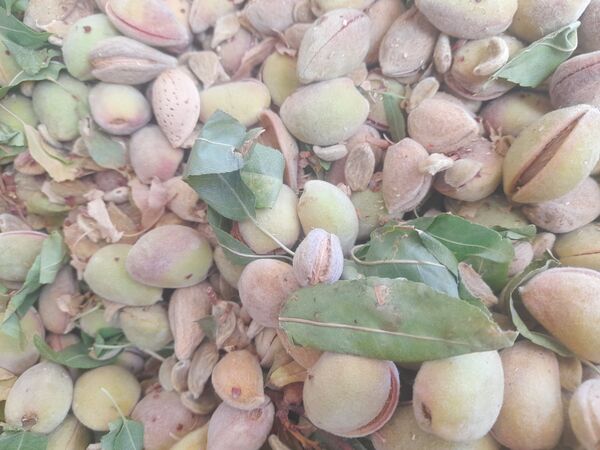 مارکده، سرزمین طلایی بادام و گردو؛ گنجینه‌ای از طعم و سنت در دل سامان