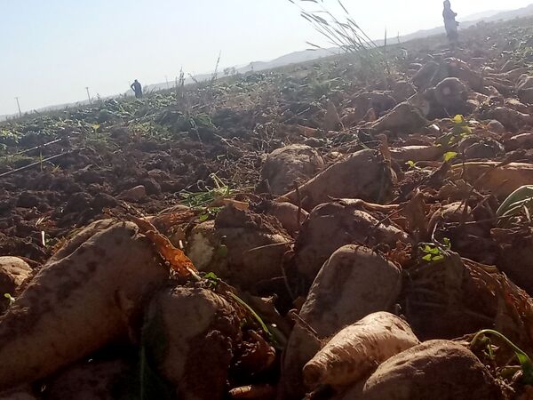 برداشت چغندر قند از مزارع دشت گل آغاز شد