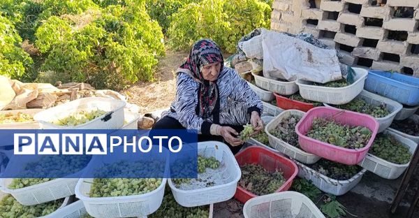 خسارت چند میلیارد تومانی چاه‌های موتور به باغات انگور