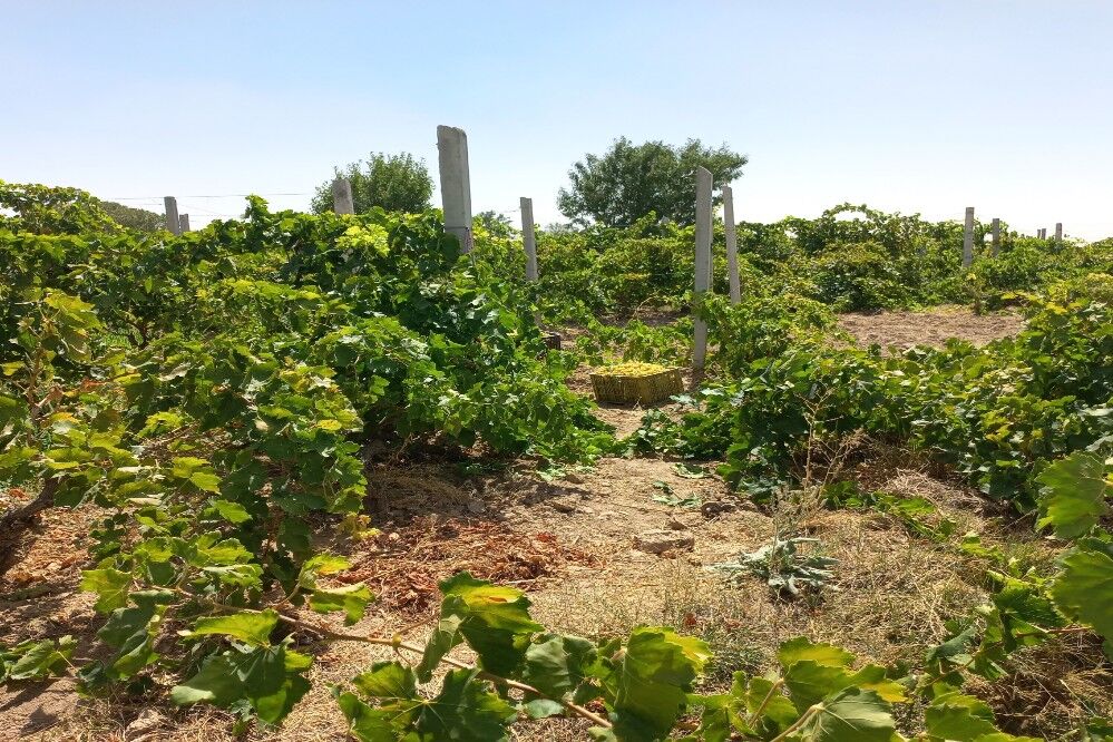 آغاز فصل برداشت انگور از باغات روستای گزکوه فاروج