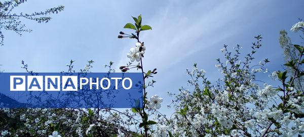 شکوفه‌های بهاری در شهرستان سملقان