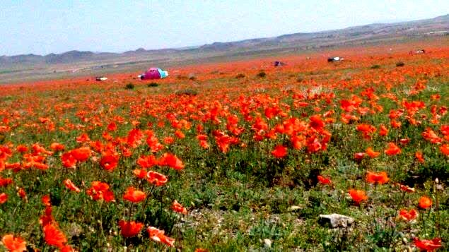 دشت شقایق‌های وحشی ملارد، یکی از دشت‌های نادر ایران