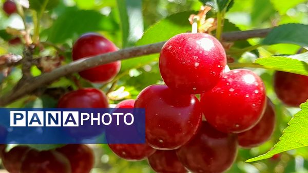 میوه‌های خوش‌رنگ و لعاب بهاری در روستای مارکده