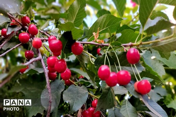 فصل چیدن یاقوت های چشم نواز در شهر بار نیشابور-۱