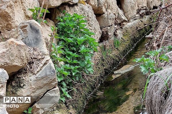 اولین شکوفه های بهاری در شهر بار نیشابور