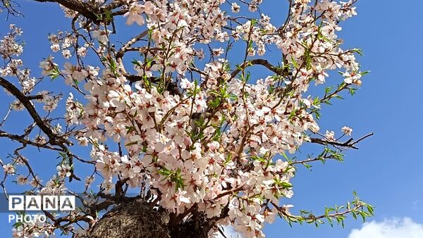 رویش شکوفه های امید در فصل بهار روستای برزنون 