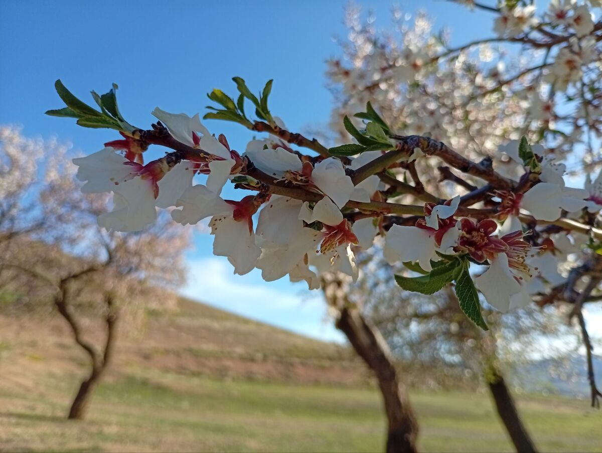 بهار در چشمانِ شکوفه‌ها