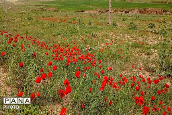 آلبوم تصویری از طبیعت زیبای شهر بار در اردیبهشت‌ماه  ۱۴۰۵ـ۲
