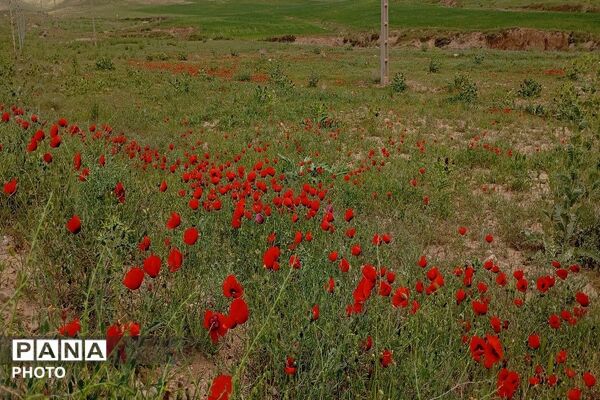 آلبوم تصویری از طبیعت زیبای شهر بار در اردیبهشت‌ماه  ۱۴۰۵ـ۲