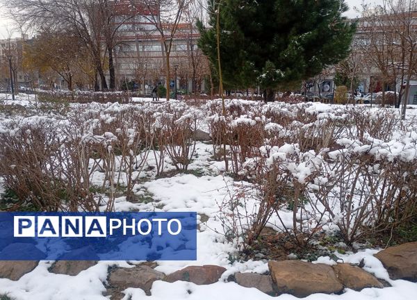 بارش برف در شهر زیبای مشهد 