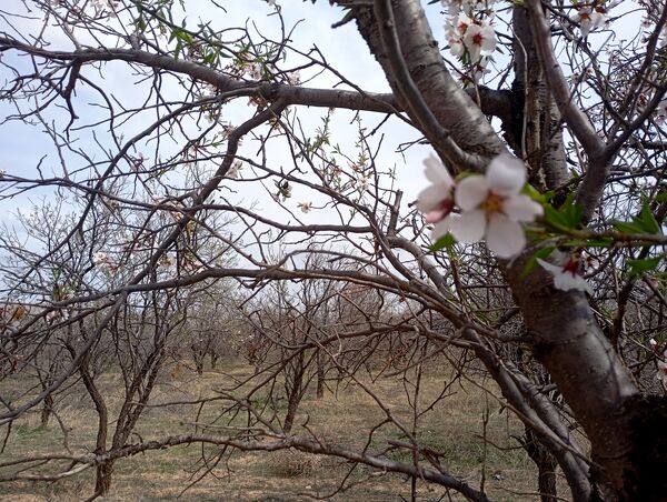  شکوفه های بهاری در روستای گزکوه