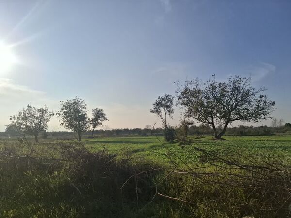 جنگل‌های هیرکانی کردکوی