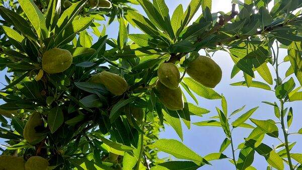 میوه‌های خوش‌رنگ و لعاب بهاری در روستای مارکده