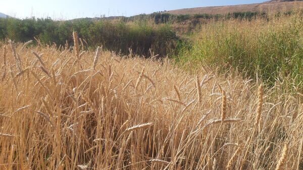 برداشت گندم در روستای بیدله
