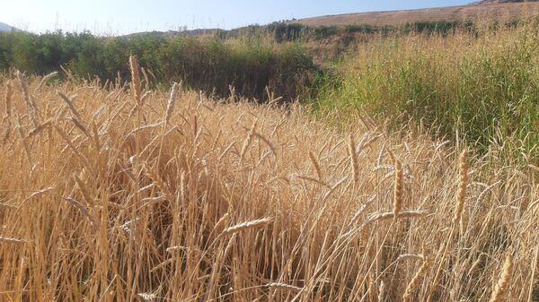 برداشت گندم در روستای بیدله