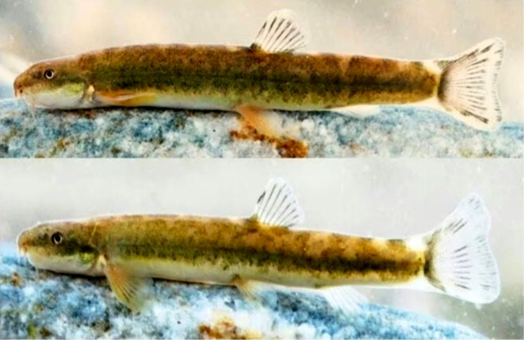 شناسایی گونه جدید سگ ماهی در لرستان