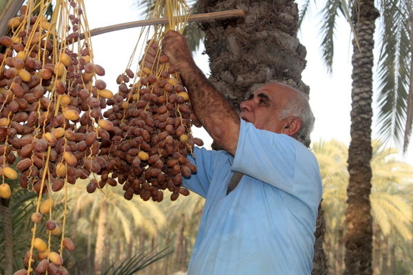 برداشت خرما در منطقه آبپخش