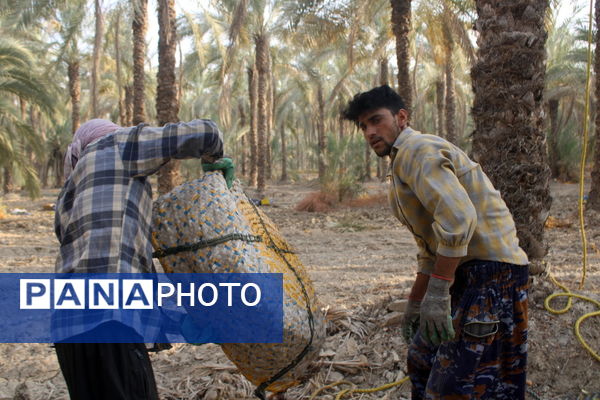 برداشت خرما در منطقه آبپخش