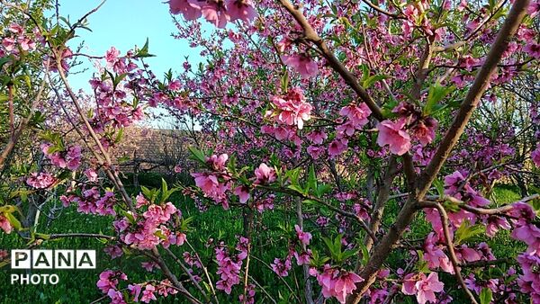 رویش شکوفه ها در روستای کابلی 