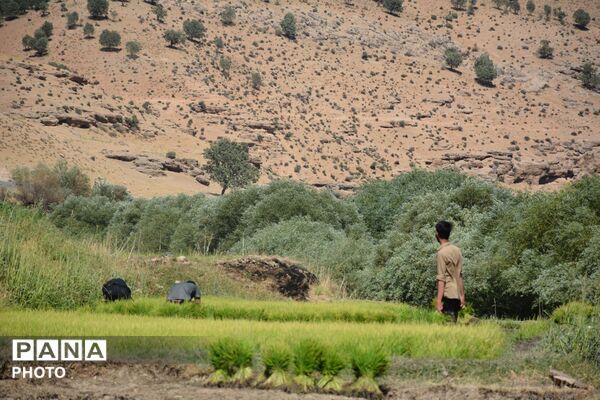 آغاز فصل تولکی در شالیزارهای روستای پلبریده