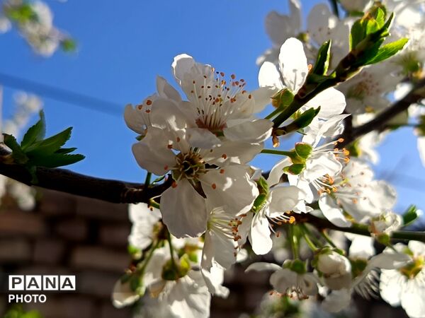 رویش شکوفه های امید در فصل بهار روستای برزنون 