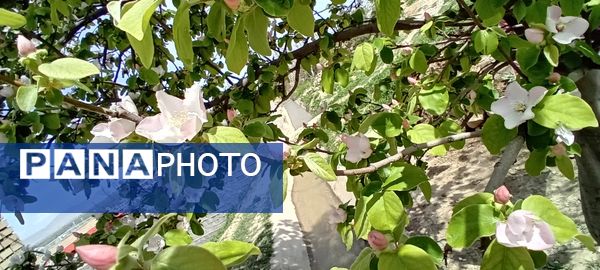 شکوفه‌های بهاری در شهرستان سملقان