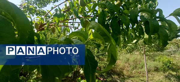 آغاز فصل چیدن؛ باغ‌های جلگه رخ میزبان میوه‌های تابستانی 