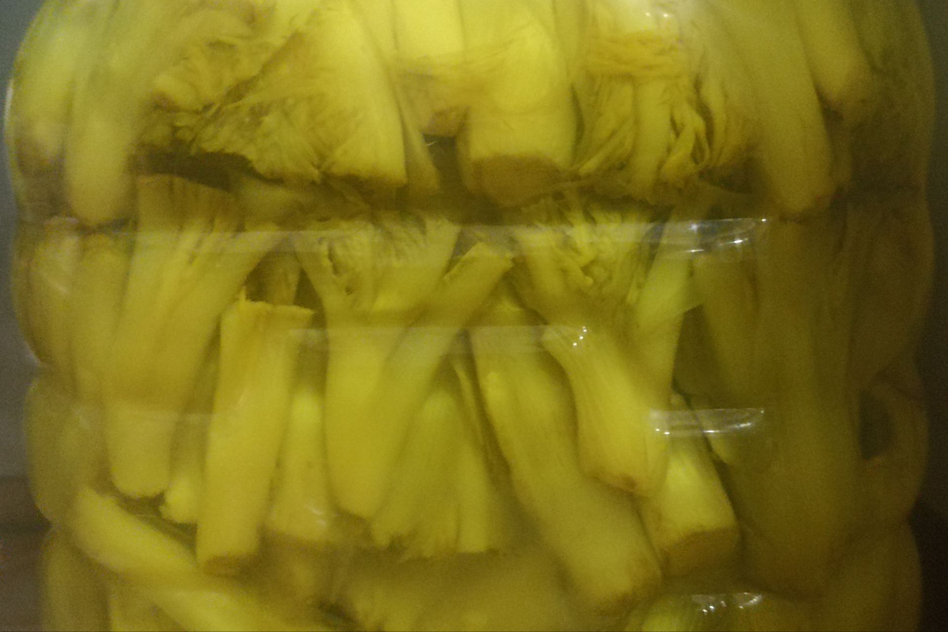کنگر بهاری؛ گنج طبیعت