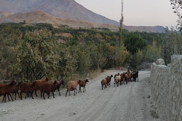 فصل زیبای پاییز در شهر بار نیشابور 