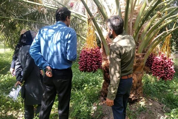 آغاز عملیات گسترده مبارزه با آفت سوسک سرخرطومی حنایی در نخلستان‌های شهرستان بم 