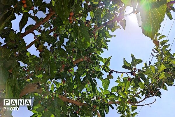 فصل چیدن یاقوت های چشم نواز در شهر بار نیشابور-۱