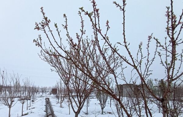 مناظر زیبای باغات روستای بوژمهران پس از بارش برف بهاری ۲۰ سانتیمتری 