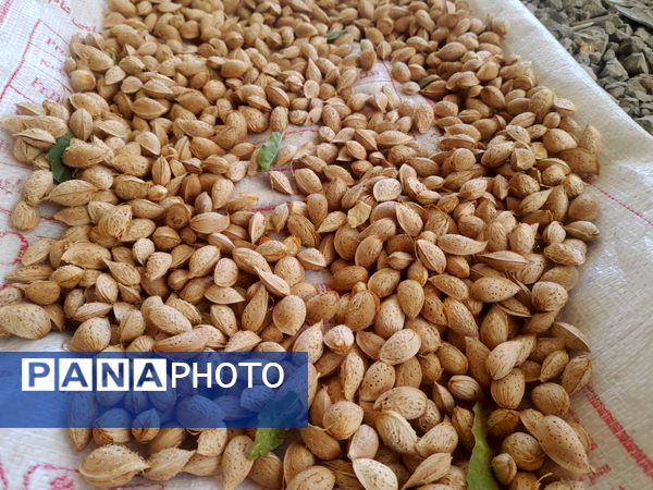 مارکده، سرزمین طلایی بادام و گردو؛ گنجینه‌ای از طعم و سنت در دل سامان