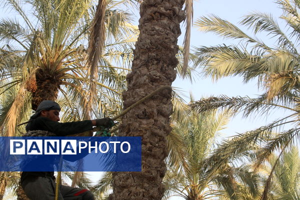 برداشت خرما در منطقه آبپخش