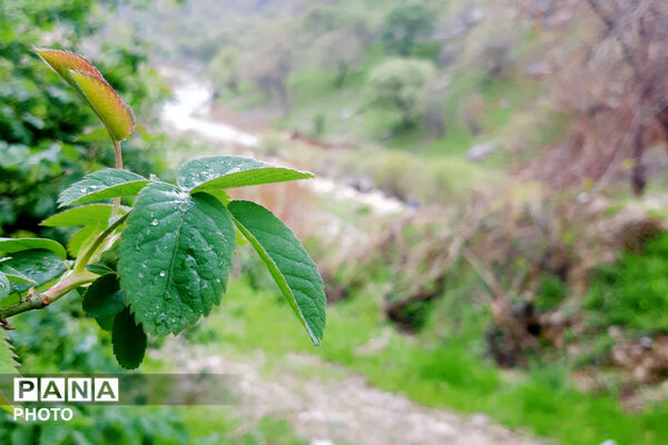 طبیعت دِراز‌رود؛ زیباترین تابلوی سبز لردگان